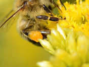 the tireless essential Bee for the pollination of flowers