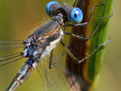 Beautiful demoiselle with blue marble eye
