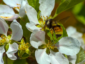 Pollen Transport