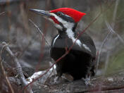 Wood Pecker