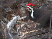 Wood Pecker