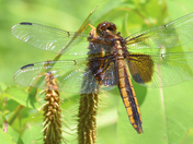 a motionless Dragonfly watching flying insects