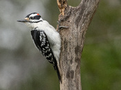 Hairy Woodpecker