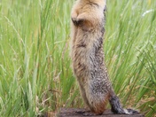Columbian ground squirrel