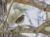 Hermit Thrush