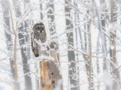 Great Grey Owl