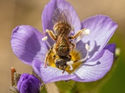 Tiny Flower, Tiny Bee