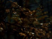 Waterlogged Hemlock