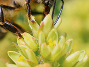 The Eyes of a Bee