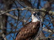 Osprey On Guard pt1