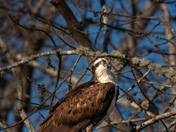 Osprey On Guard pt2