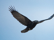 American Crow 