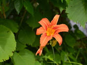 Flowwer
