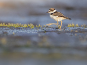 Killdeer Chick
