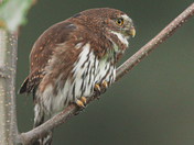 Pygmy Owl