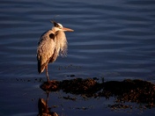 Great Blue Heron at sunrise