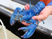 PEI One in Two Million Ultrarare Blue Lobster Released Back in Ocean