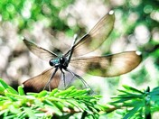 Damselfly