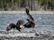 Bald Eagle Battle