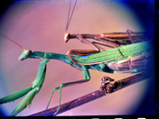 Praying Mantis, in 1972, on Kodachrome 25 ASA