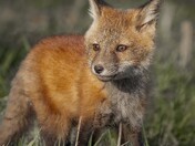 Fox Kit