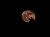 May Flower Moon Rises