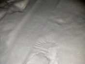 Owl Strike