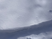 Owl Strike