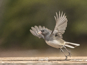 Junco ardoisé