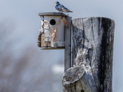 Tree Swallow 