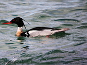 Merganser on Georgian Bay 