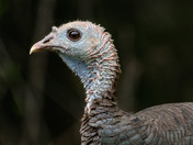 Wild Turkey