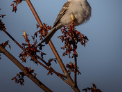 Song Sparrow