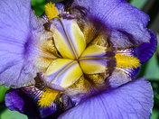 Bearded Iris