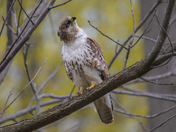 Hawk in the rain