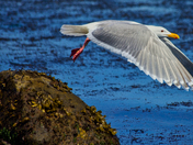 Common Seagull