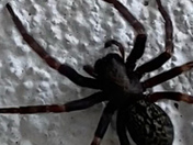 Residential Pest Control Canberra