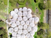 Cherry Blossom| Centennial Park| Hamilton Ontario | 2026