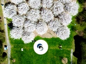 Cherry Blossom 2026