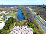Cherry Blossom 2026