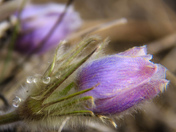 Crocus