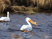 Prairie Pelicans