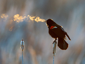 Red Winged Black Dragon