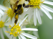 Bumblebee in motion