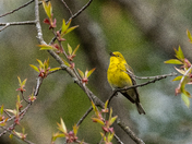 Pine Warbler