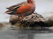 Cinnamon Teal