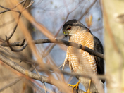 Visiting Cooper's Hawk