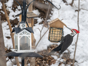 Woody hungry for suet