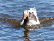 Unusual Goose in Ontario