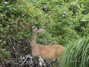 Deer eating rose flower